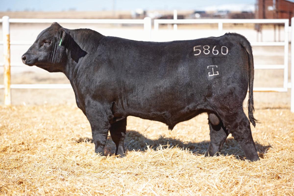 Gardiner Angus Ranch's 5th Annual Early Bird Bull Sale • This Monday