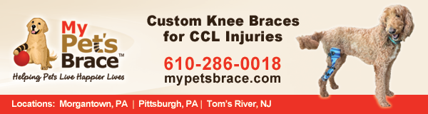 My Pet's Brace banner ad