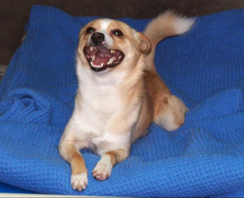Happy dog on a blue blanket