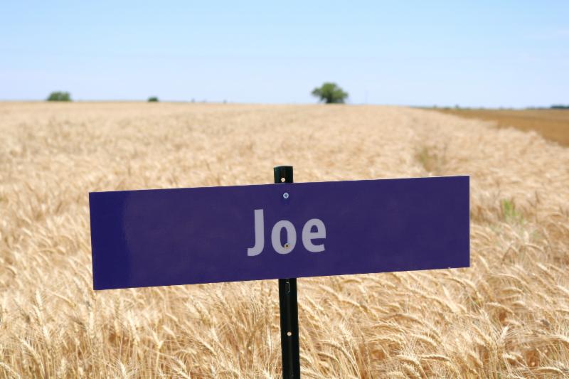 The variety Joe_ which was developed by the K-State breeding program_ has good milling quality and also carries a gene for resistance to Wheat Streak Mosaic Virus.