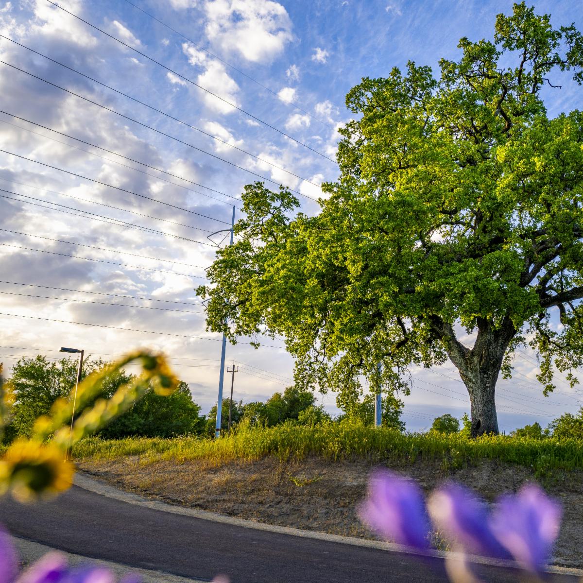 Postcards from Citrus Heights