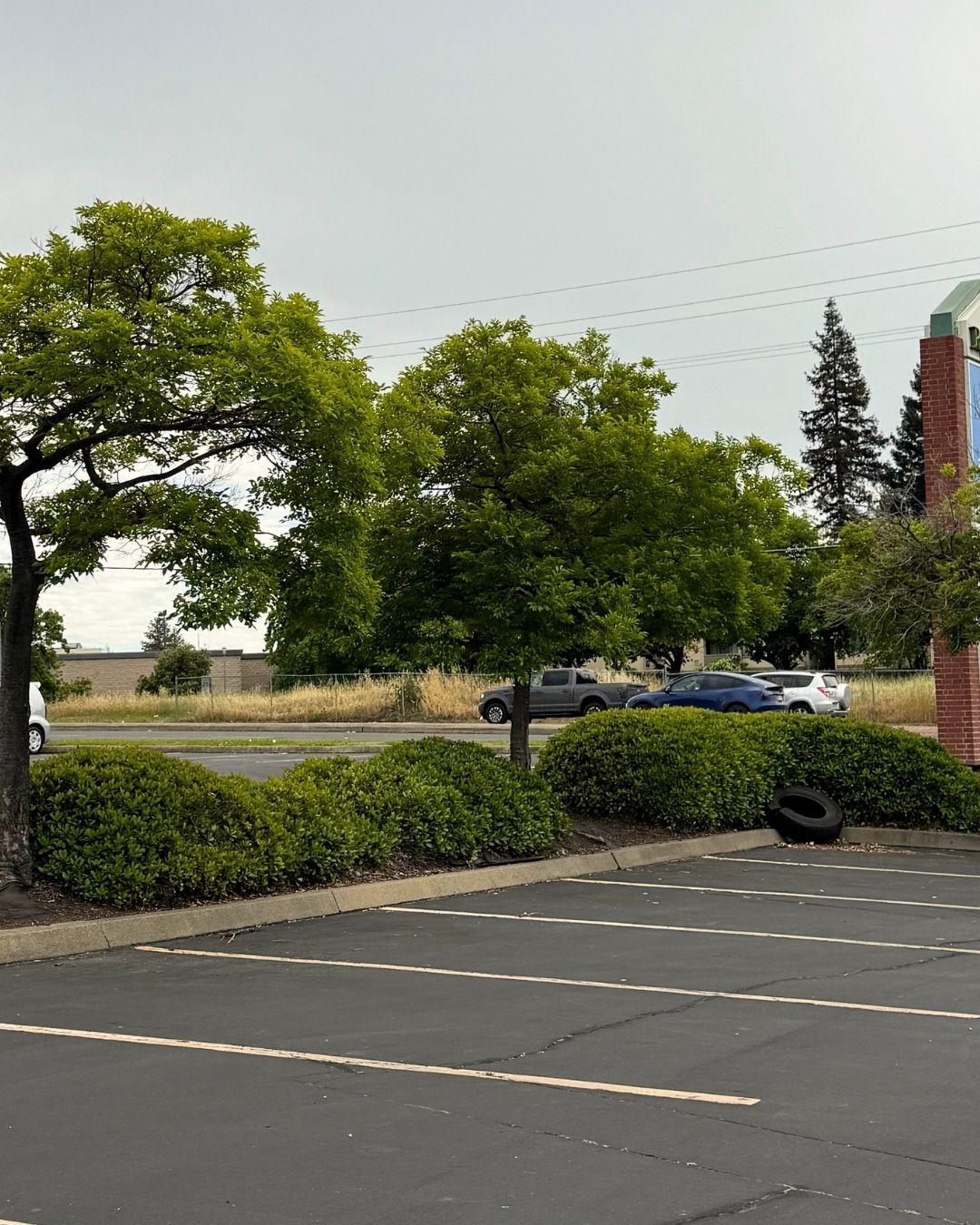 COOL Program shade trees
