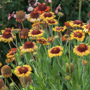 Close up of garillardia blanket flowers 