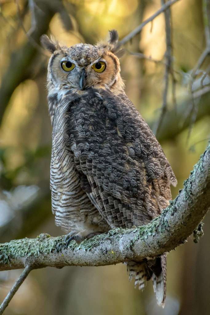 Close up photo of a great horned owl sitting on a branch looking into the distance