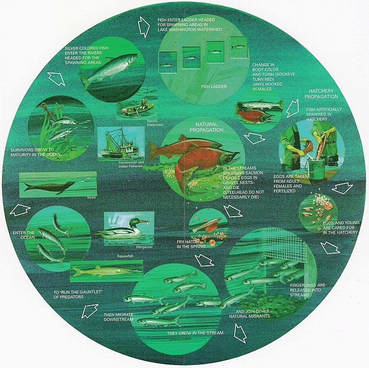 News & Views Feb 22- Ludington Marine Museum/Fish Migration/Gallimore's ...