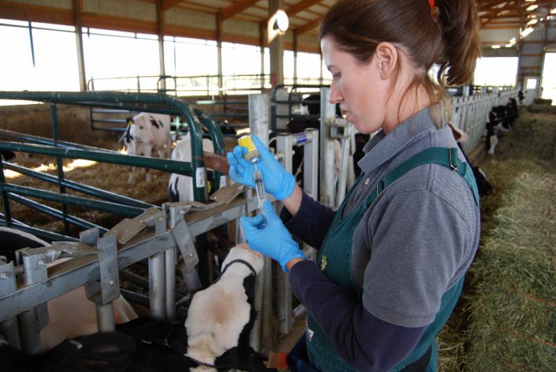 veterinarian calf vaccine