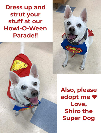 Dress up and strut your stuff at our Howl-O-Ween Parade!! Also, please adopt me <3  Love, Shiro the Super Dog
