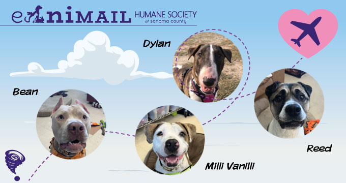 eAnimail - Humane Society of Sonoma County | Shelter from the storm