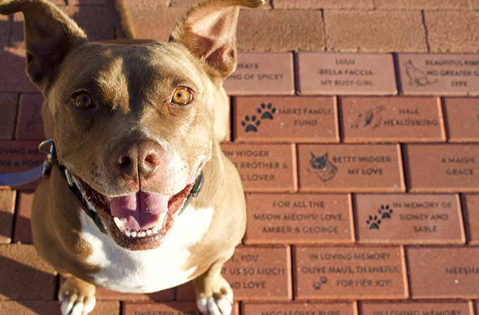 Dog sitting on commemorative brick path