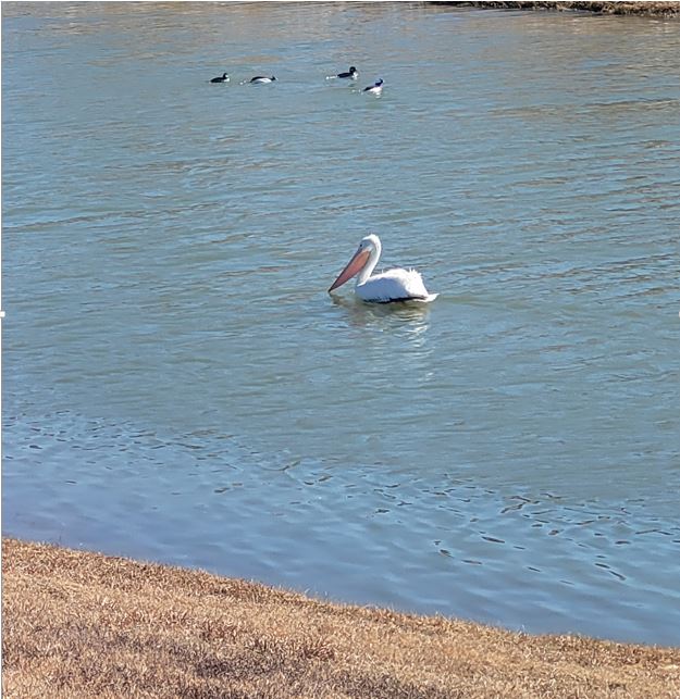 Two Sunset Pointe HOA Weekly Newsletter for February 18, 2022