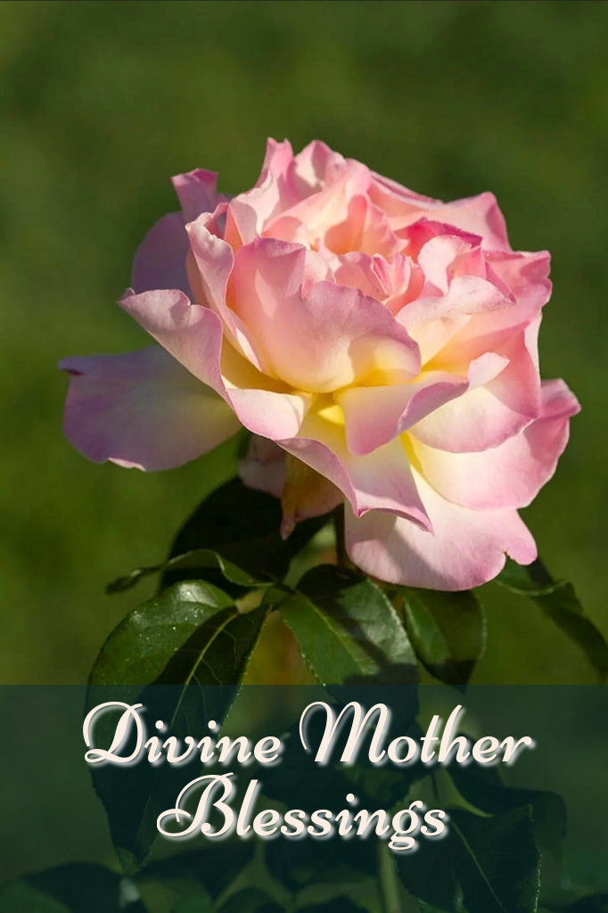 Lovely open rose