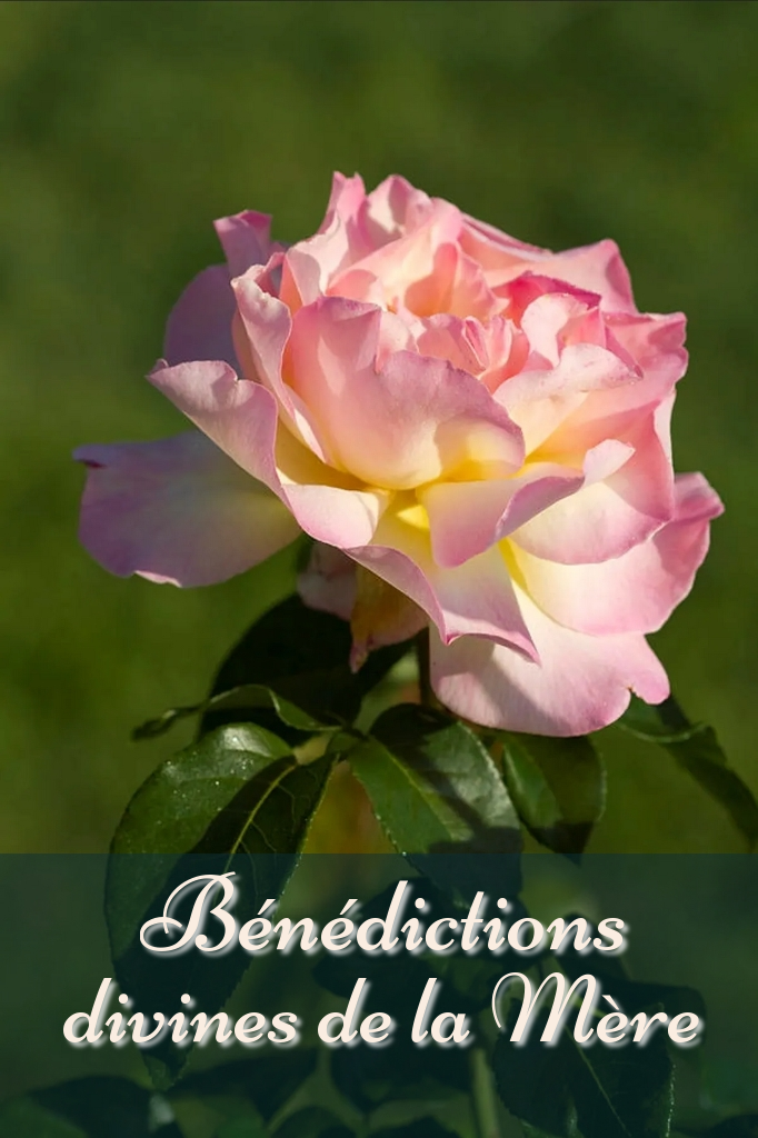 Open lovely rose