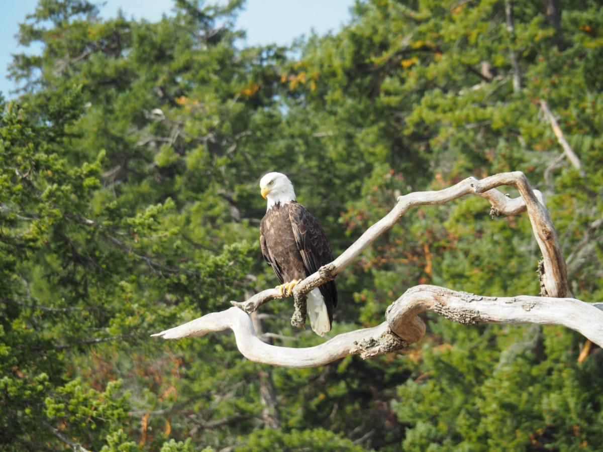 Image: Bald eagle perched in a tree, Wikimedia Commons