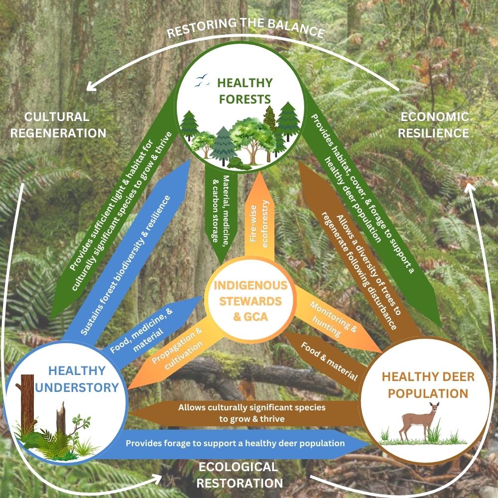Positive impact of managing forests and overabundant deer populations, Restoring the Balance project, by Luthien Teel