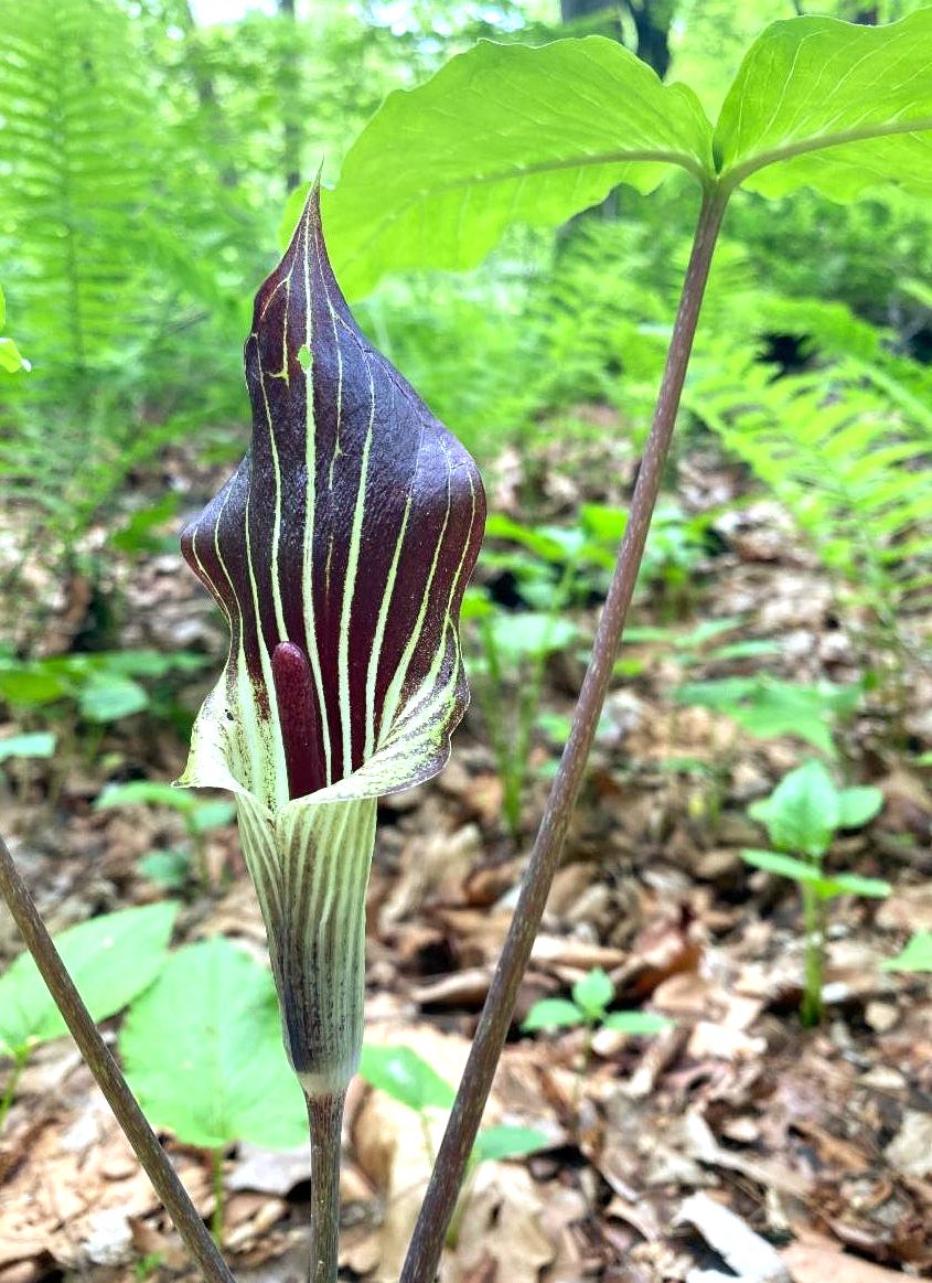 Jack in the pulpit flower
