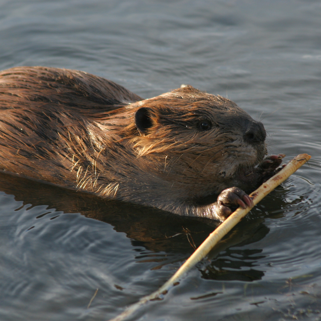 Beaver swimming