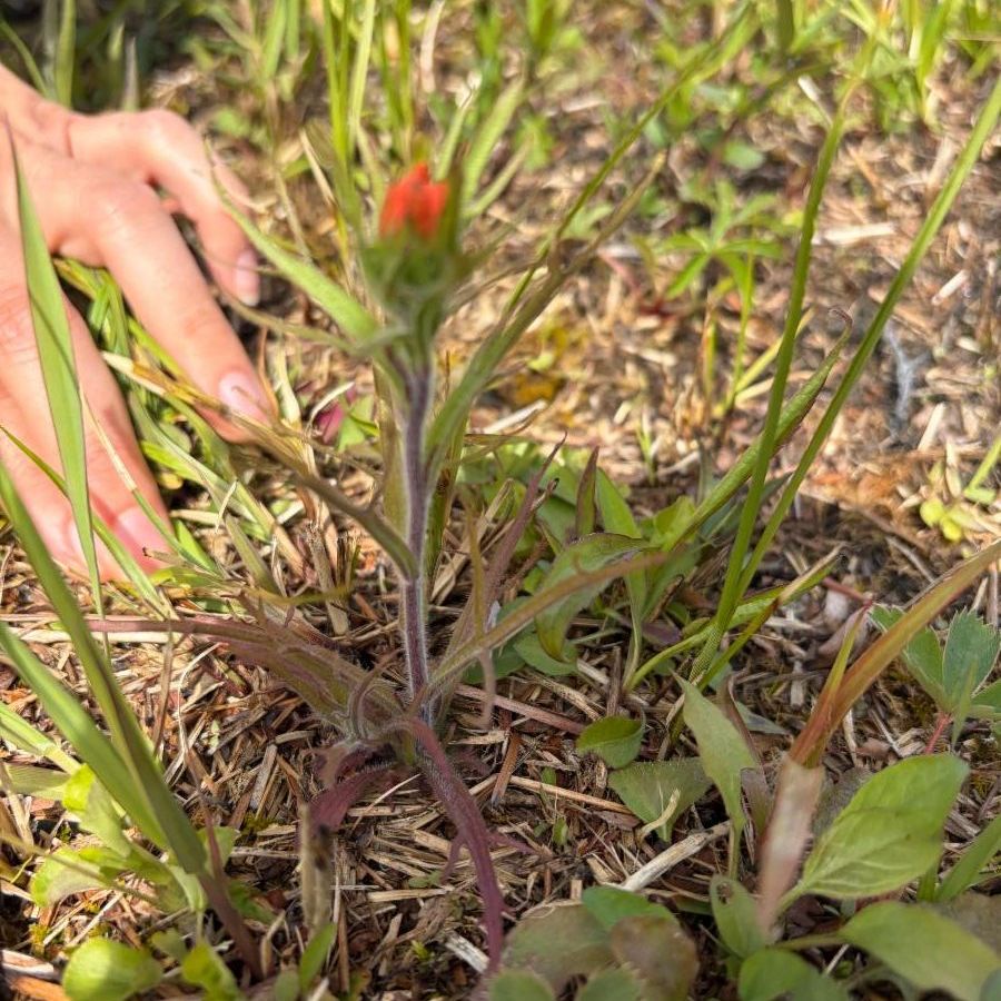 Indian paintbrush in bloom.