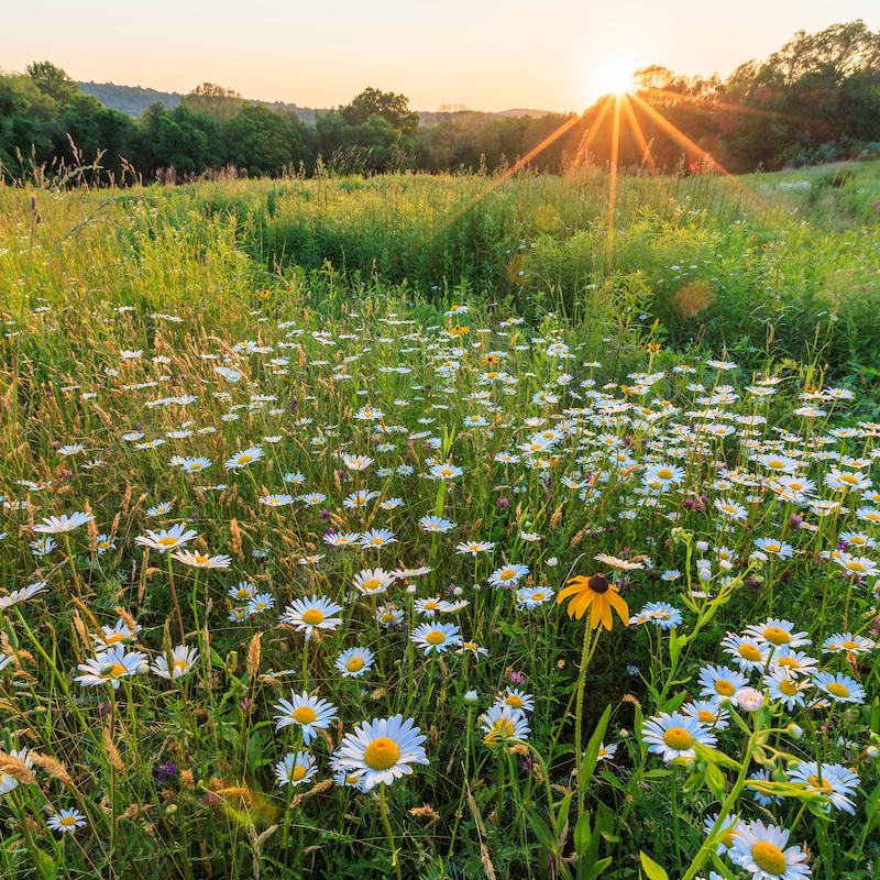 Meadow at sunset