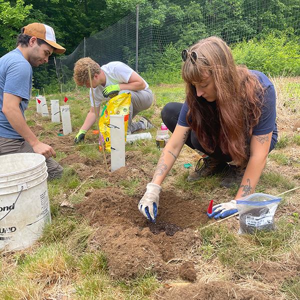 Summer interns planting chestnuts at Rock Cobble Farm