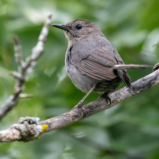 Gray catbird