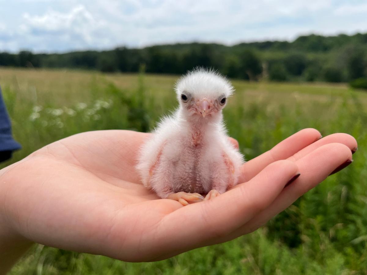 American kestrel two-day-old nestling.