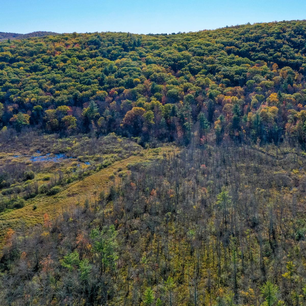 Conserved forest and wetlands