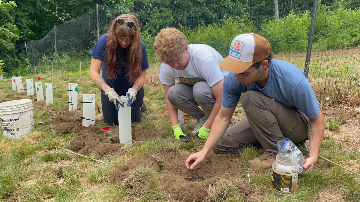 Summer interns planting chestnuts