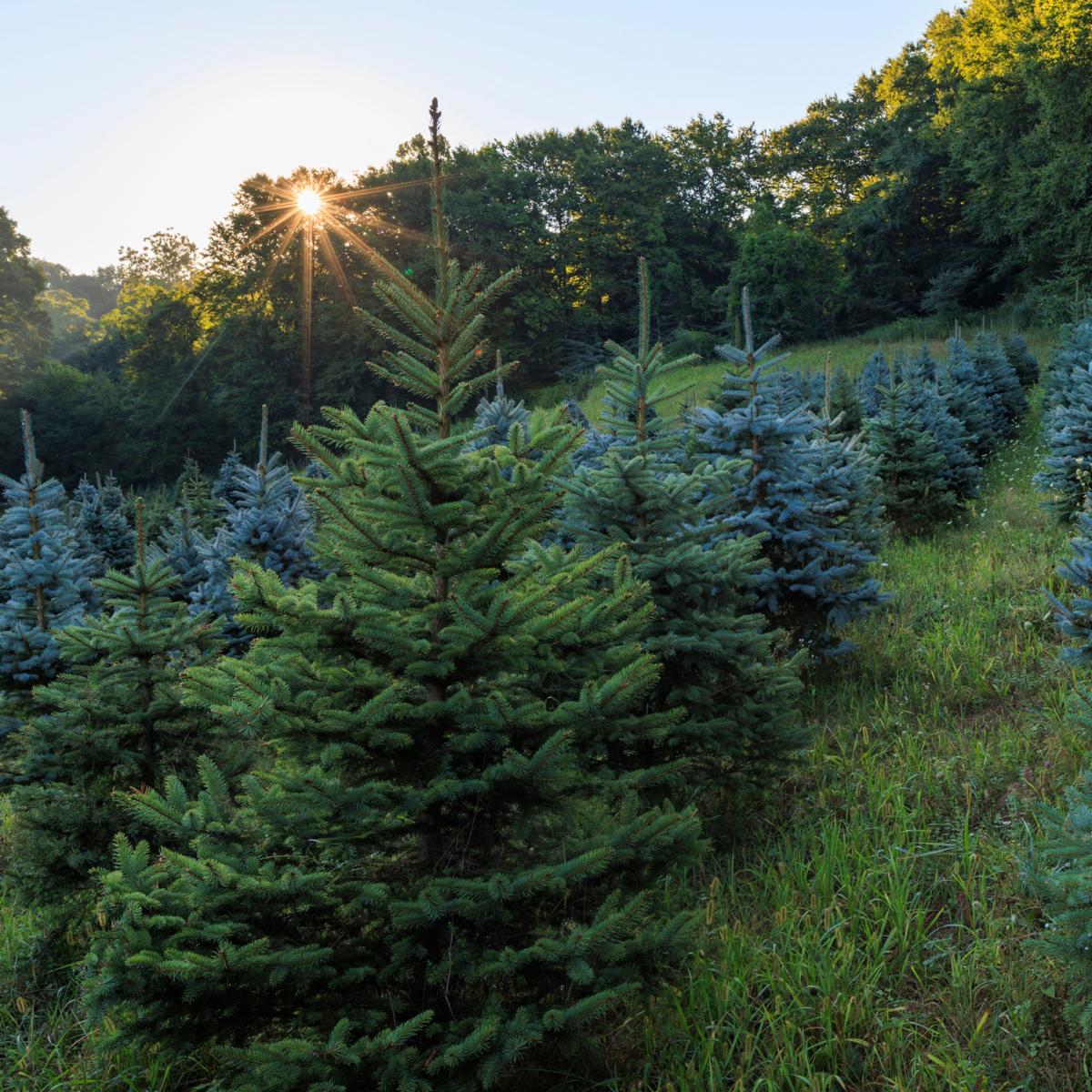 Hunt Hill Farm Preserve, New Milford, Connecticut.