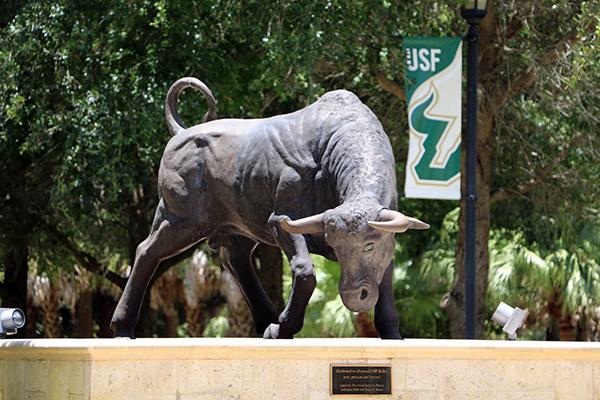 image of usf bull in sarasota manatee