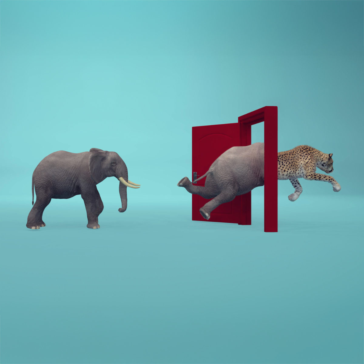 elephant jumping through a door into a leopard