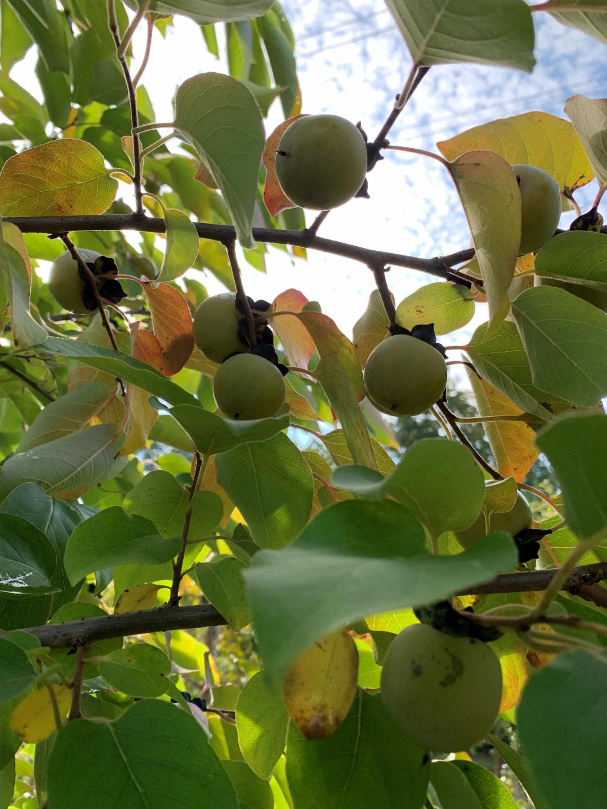 diospyros fruit.jpg