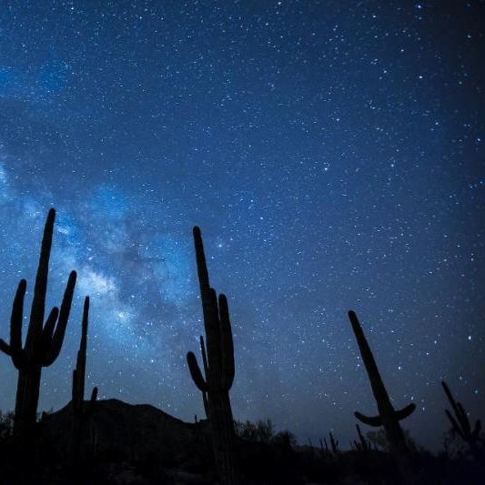 Cactus and night sky