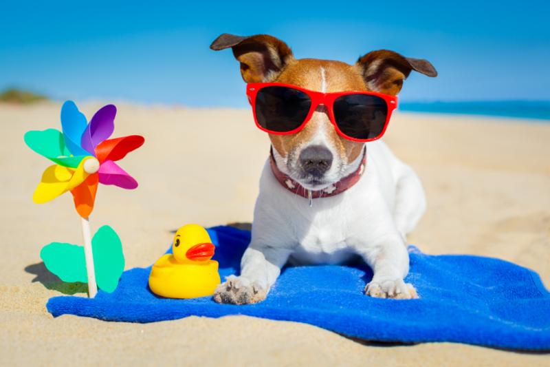 dog_at_beach.jpg