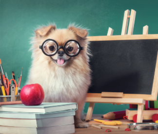 Fluffy small dog in glasses posing with a chalkboard and books and apple