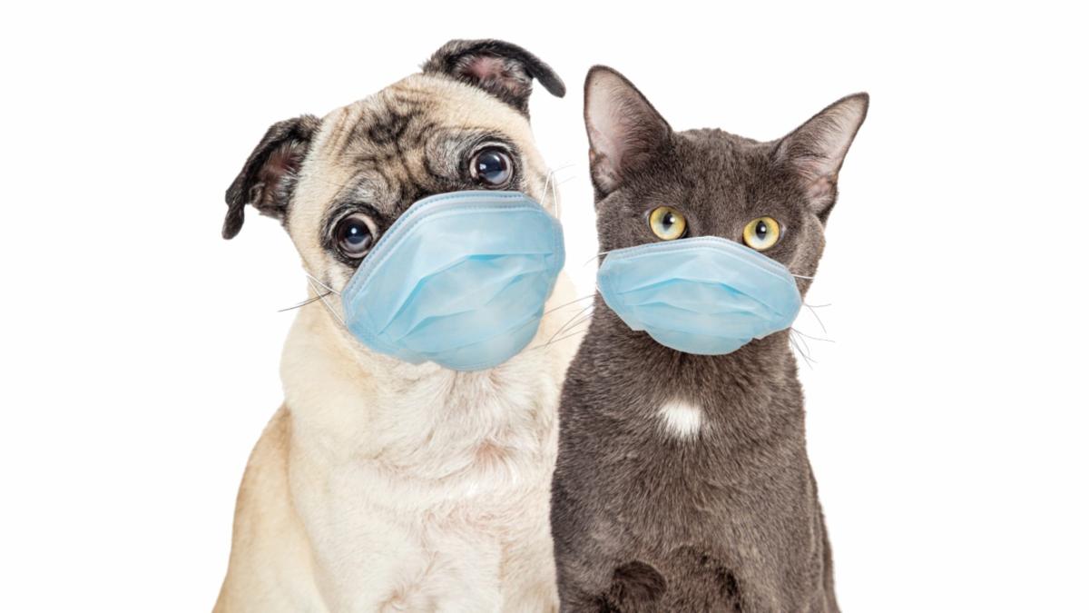MASK - DOG CAT.jpg