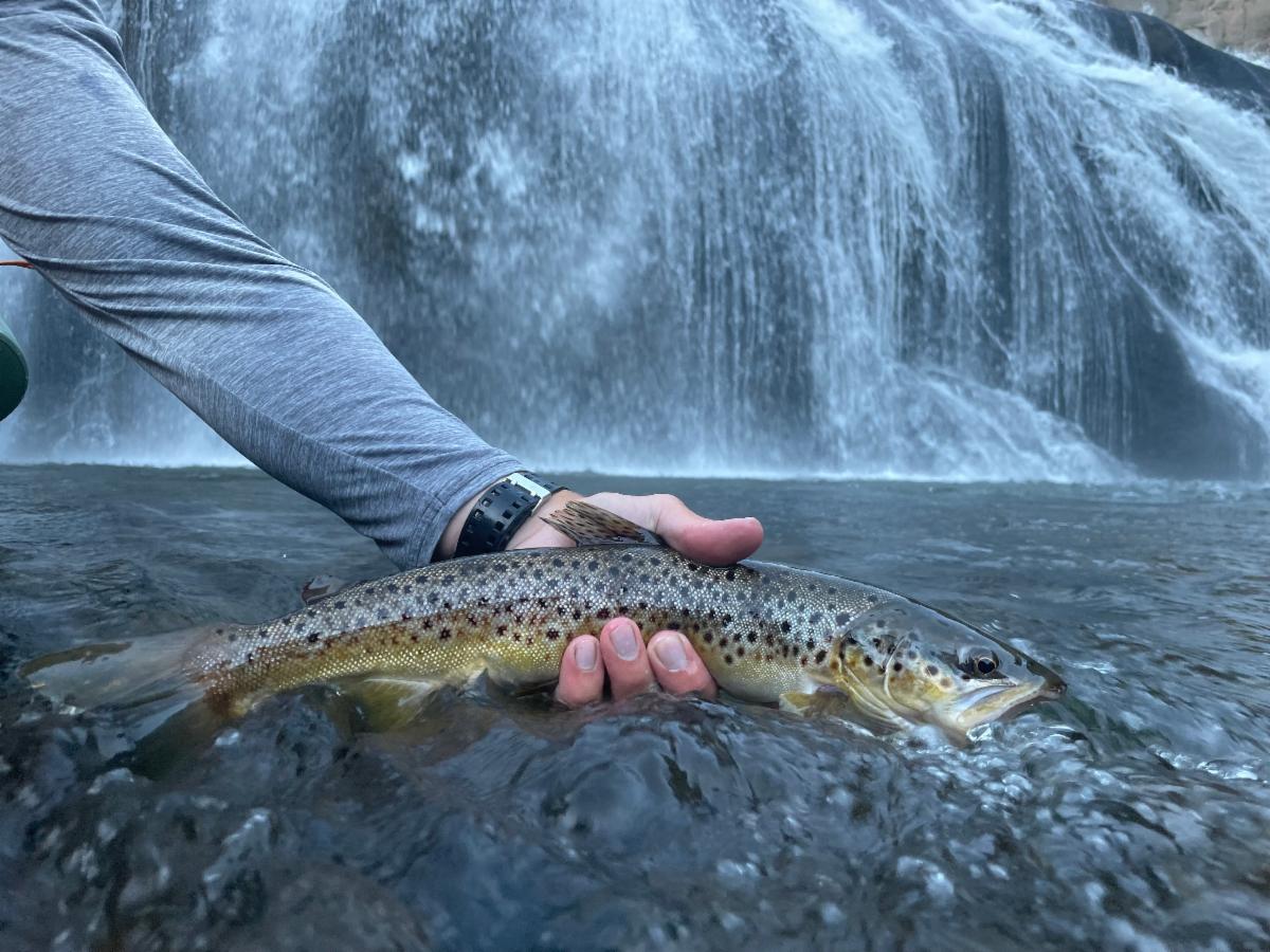 News from Blue Ribbon Flies