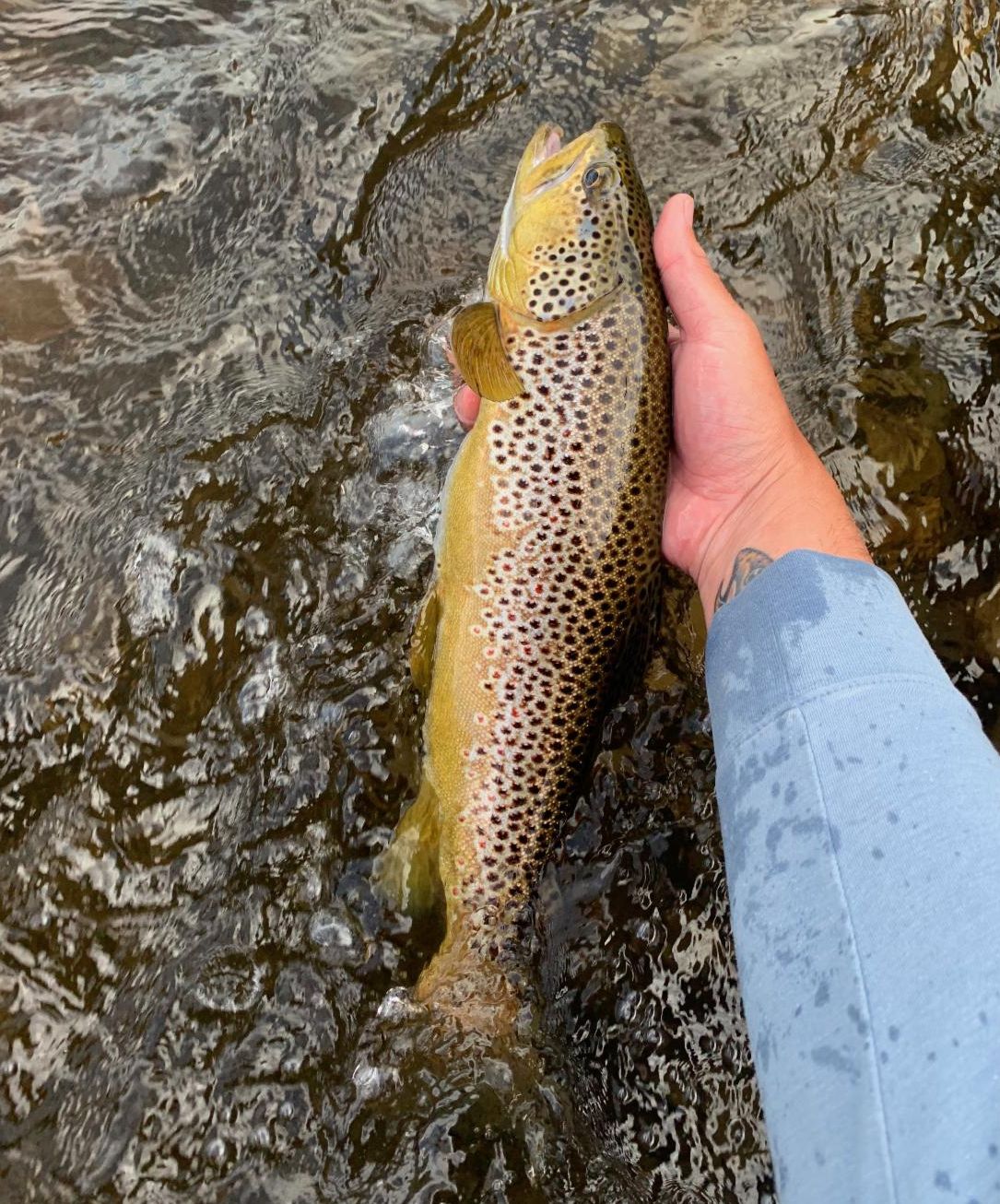 News from Blue Ribbon Flies