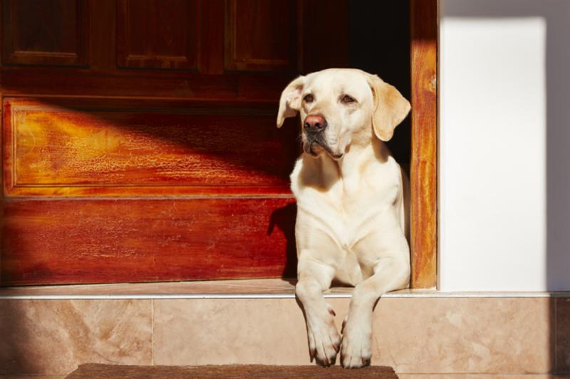 yellow_lab_by_wood_door.jpg