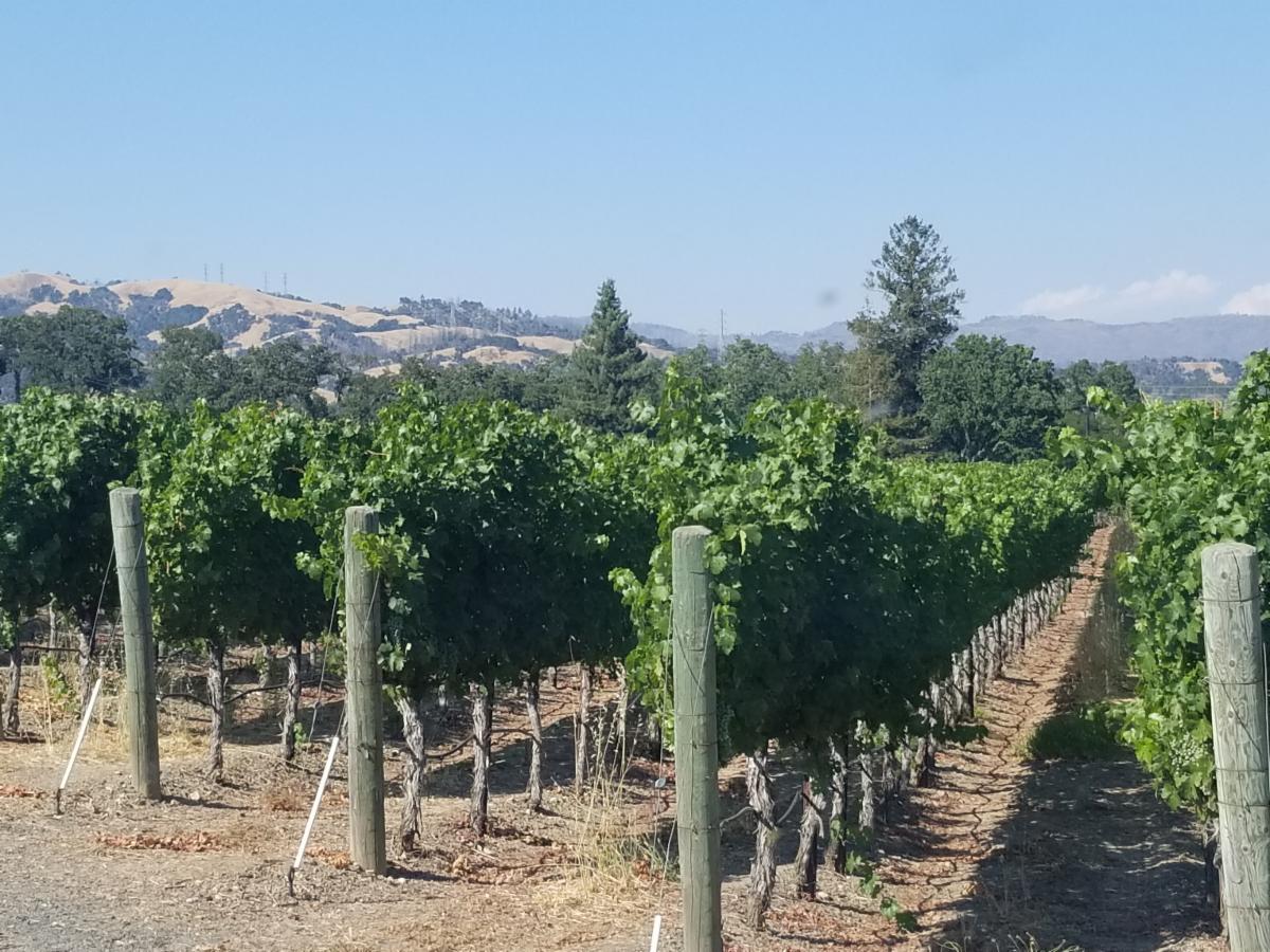 California Vineyard