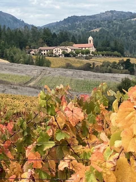 OCWS Photo Contest Winner Feb 2024  George Kerr Cabernet Vineyard Mt Veeder Napa