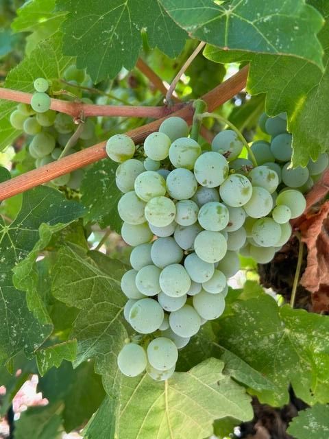 OCWS Photo Contest Winner October 2024 BJ Fornadley