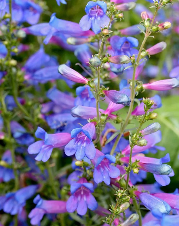 close up of blooming purple penstemon blossoms