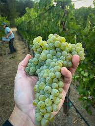 PD Ojai Vineyard
