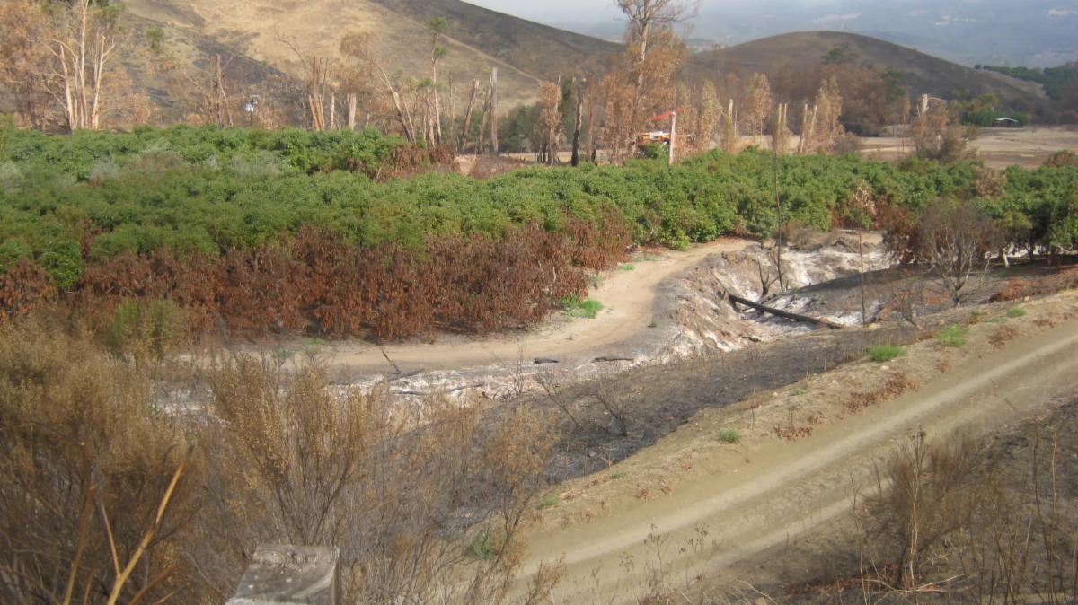 Fire damaged edge of an avocado orchard 