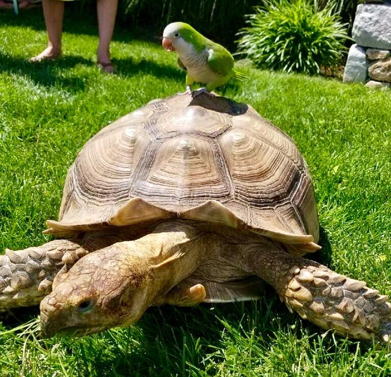 Tortoise and Parakeet