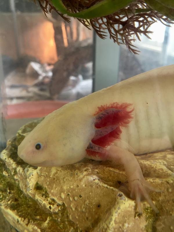 Axolotl