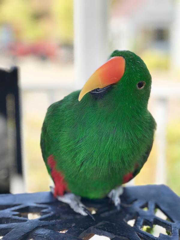 Eclectus Parrot