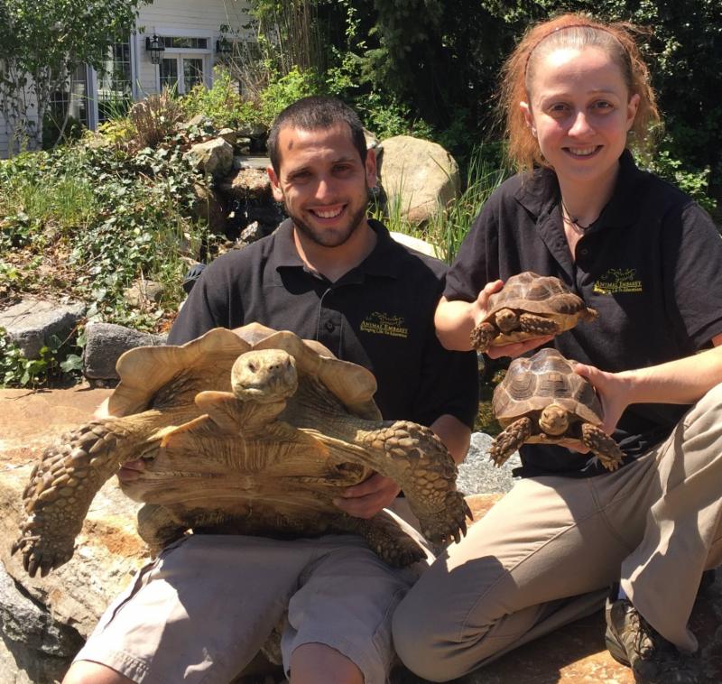 Sulcata Tortoises