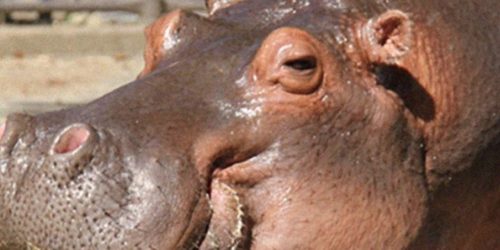 Zambezi River Hippo Camp Memphis Zoo