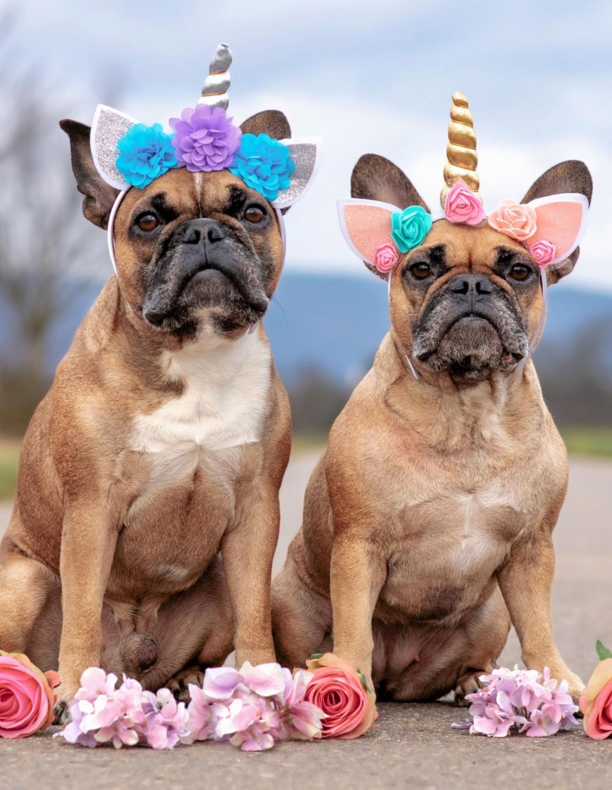 Dogs as Unicorns
